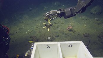 Media type: image;   Invertebrate Zoology 153141 Description: live specimen;